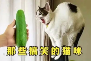 全网热推的猫咪搞笑视频引发爆笑故事风潮多平台适用-众一创享站